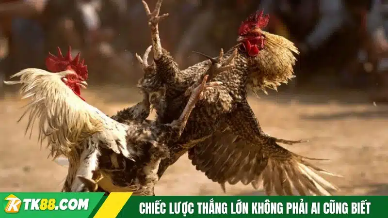 Chiếc lược thắng lớn không phải ai cũng biết