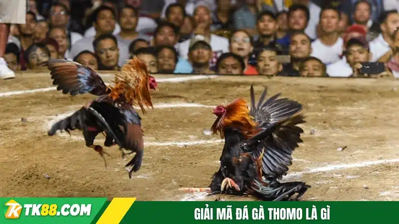 Giải mã đá gà Thomo là gì