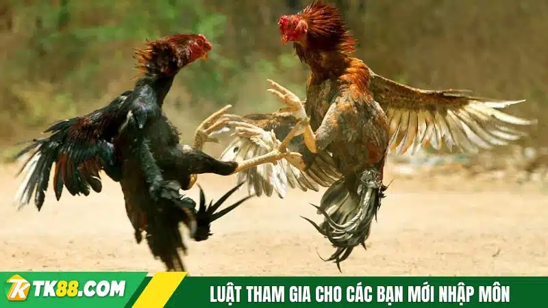 Luật tham gia cho các bạn mới nhập môn
